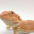 Bartagame Bearded Dragon Extreme Red Hypo