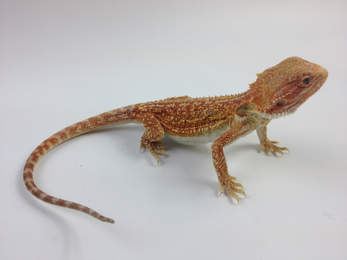 Bartagame Bearded Dragon Red Hypo