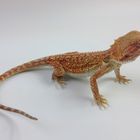 Bartagame Bearded Dragon Red Hypo