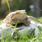 Bartagame beim Sonnenbad