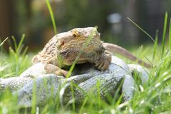 Bartagame beim Sonnenbad