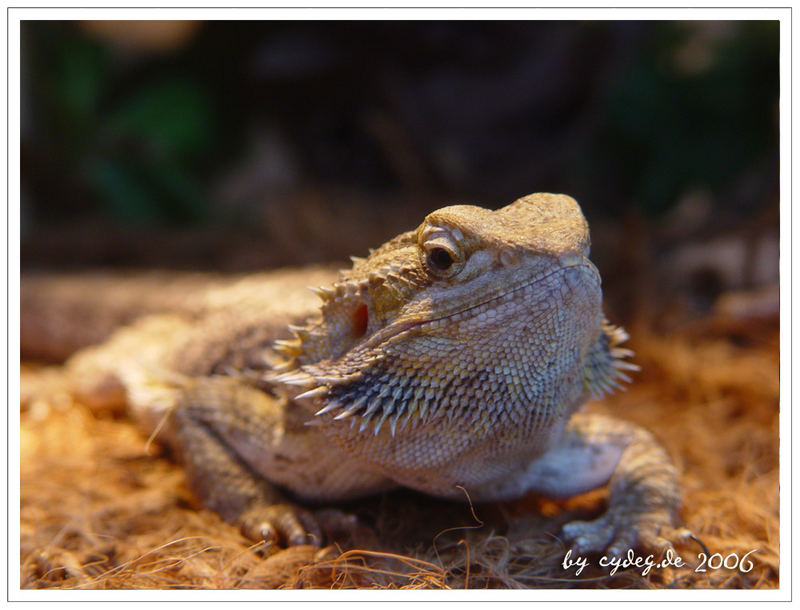 Bartagame beim Sonnenbad