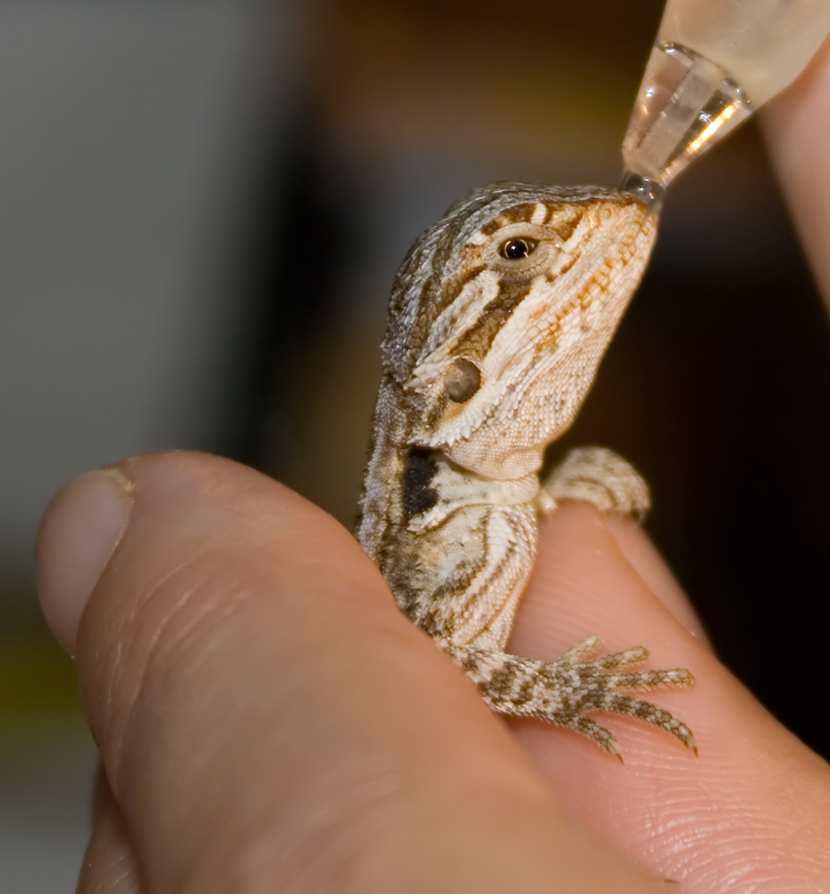 bartagame beim trinken