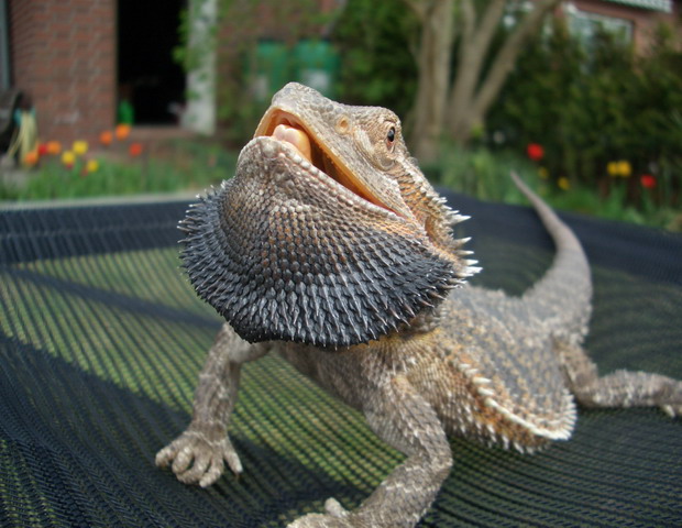 Bartagame Böse ( die gemeine Pogona Vitticeps)