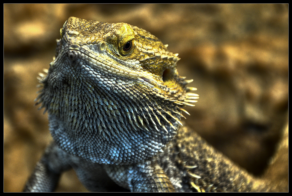 Bartagame Foto & Bild - Bartagame C36f3c9a C8Df 4b78 9c33 65875D5e4944