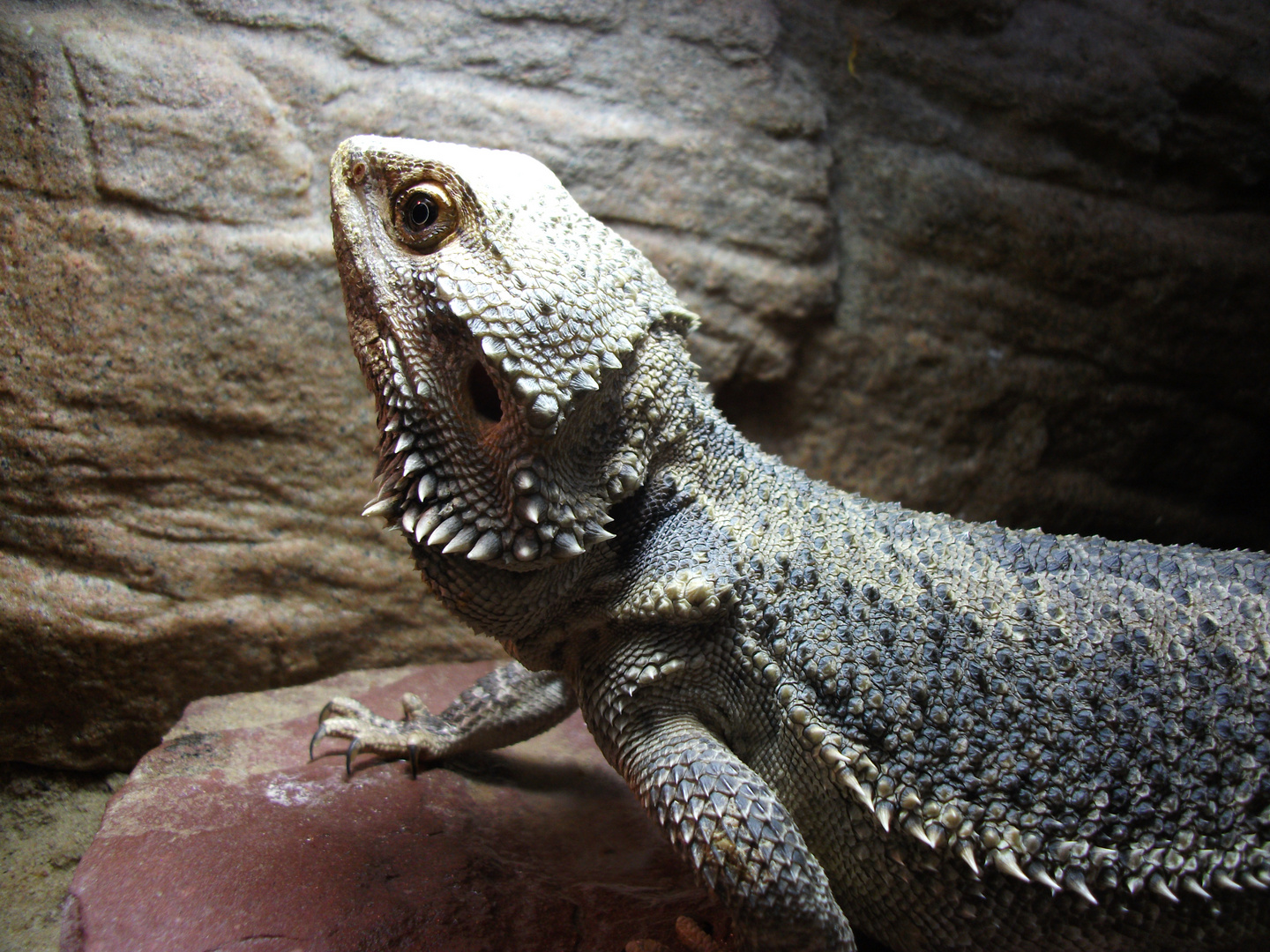 Bartagame Foto & Bild - Bartagame C71D0640 Faab 42e0 9482 460ef6e92D7e