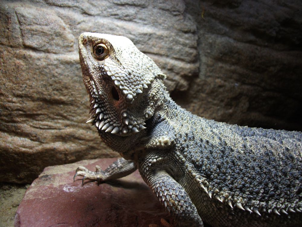 Bartagame Foto & Bild - Bartagame C71D0640 Faab 42e0 9482 460ef6e92D7e