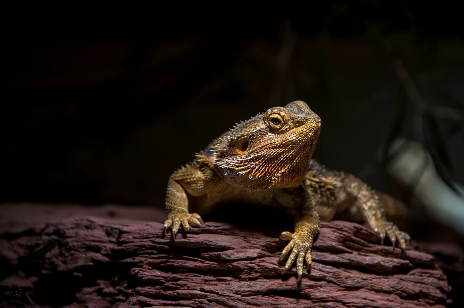Bartagame Foto & Bild - Bartagame CD364582 1bDb 488b 9eb1 2845b6989ec9