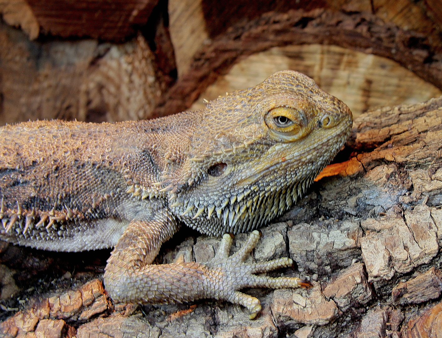 Bartagame - Bartagame Detail 79105990 D0b7 4678 A526 4a7cD5462c43