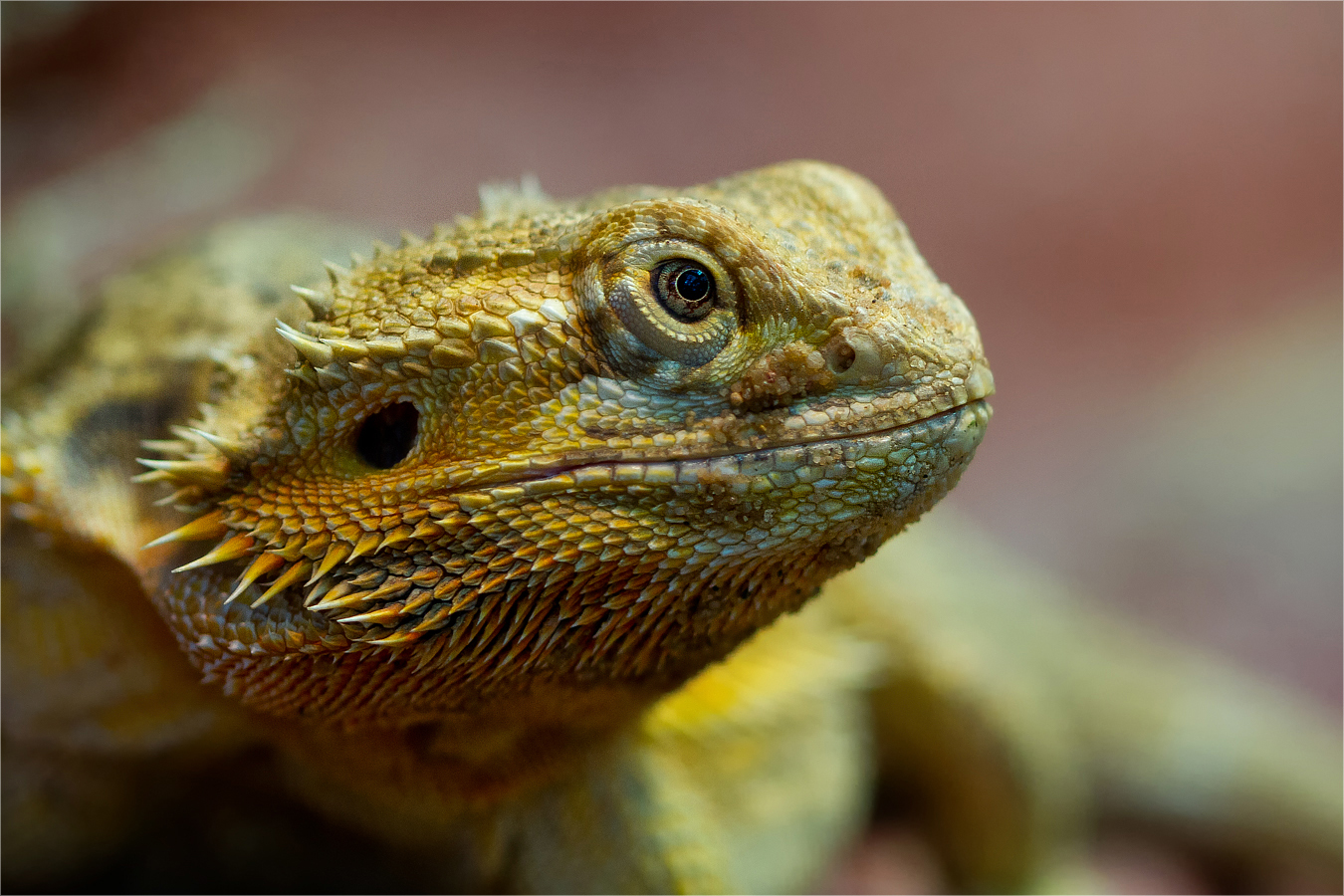 Bartagame Foto & Bild - Bartagame E210535c 8e7a 4b19 A63b 664001eD586a