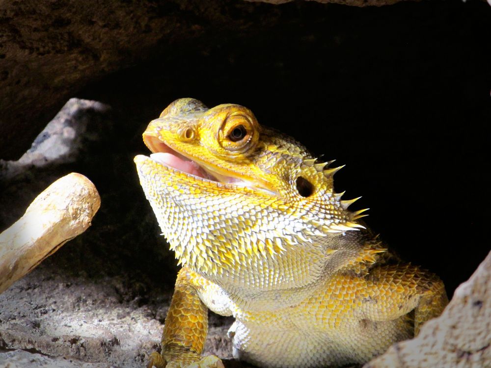Bartagame Foto & Bild - Bartagame E657baff 626e 45ea A007 15337Dbec455