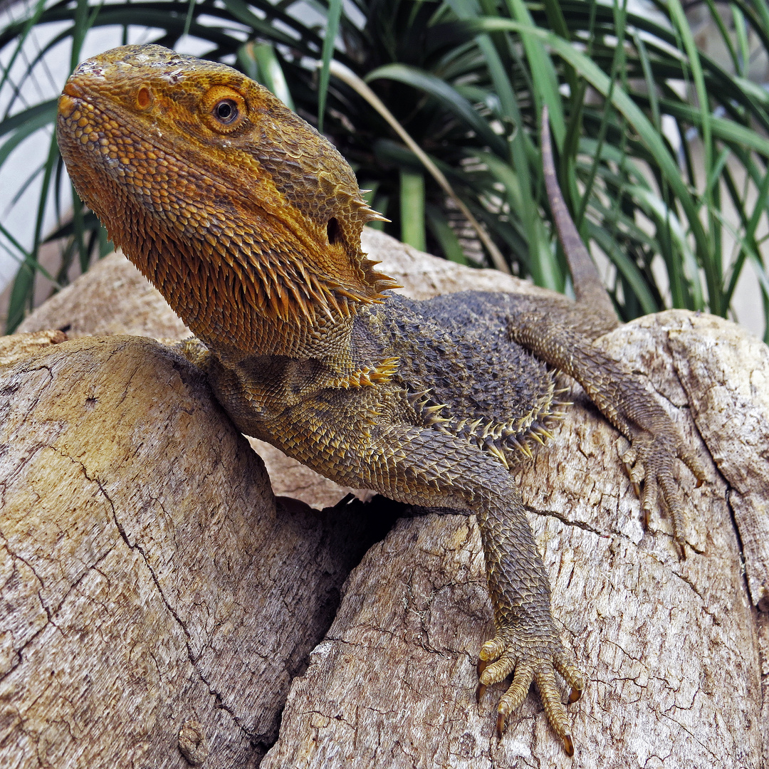 Bartagame Foto & Bild - Bartagame Ea919035 867D 4ef3 8877 760256D24fe1