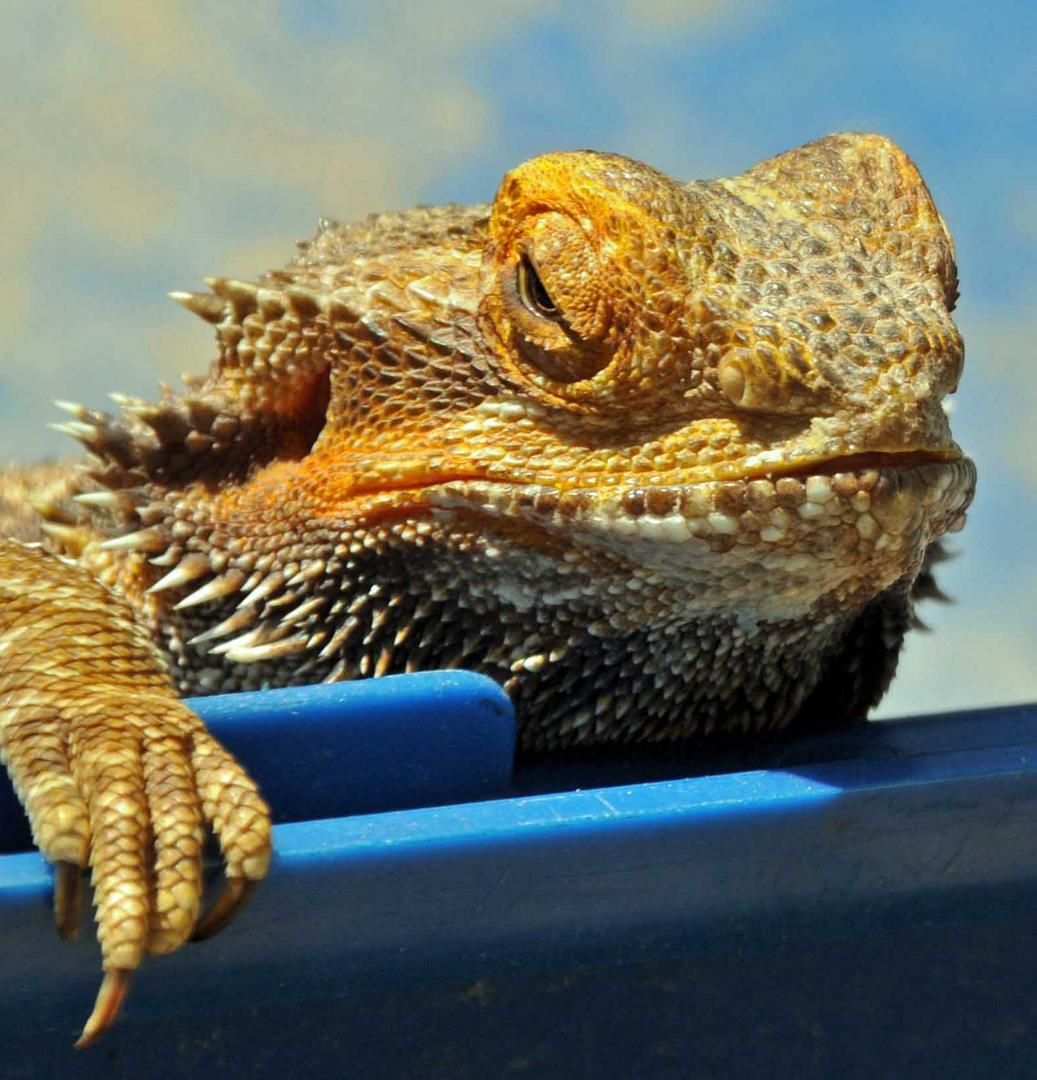 Bartagame eröffnet Freibad