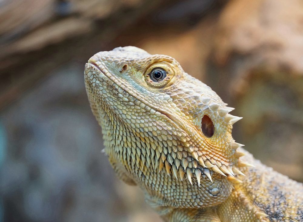Bartagame Foto & Bild - Bartagame F2485cef 3020 4198 A667 E3c91b02a6a2