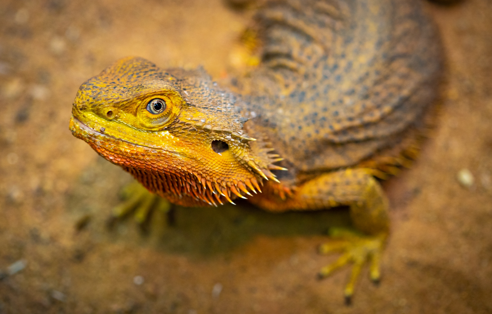 Bartagame guckt mich an Foto & Bild - Bartagame Guckt Mich An 04cebbb8 D2ee 49cb Bb1b 196D0bb1e1b2