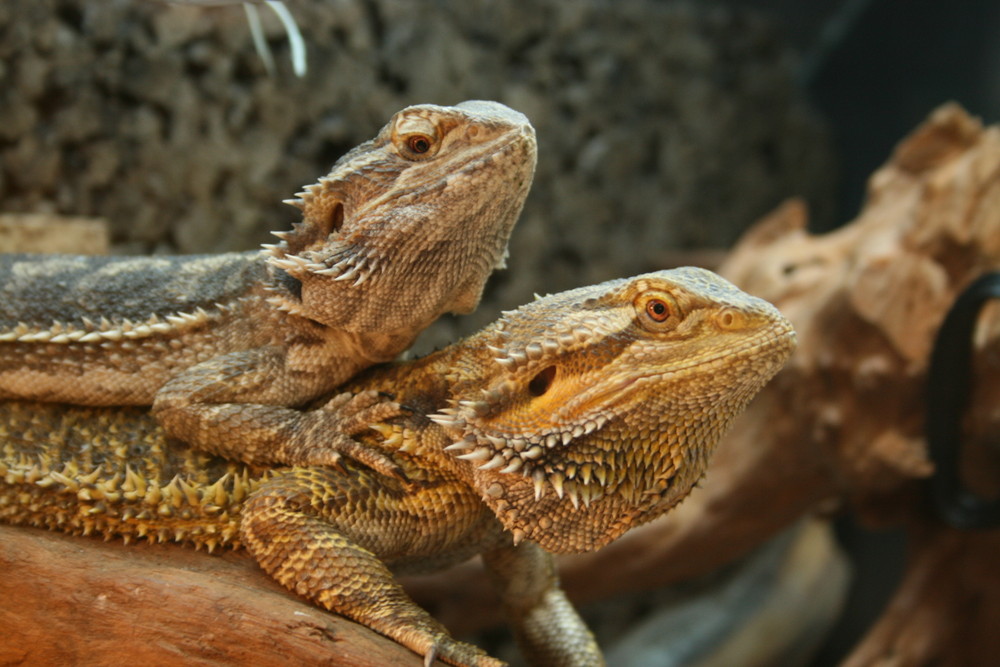 Bartagame Huckepack Foto & Bild - Bartagame Huckepack Ba23c85b 8f66 4af6 A5f4 Afe8055a4519