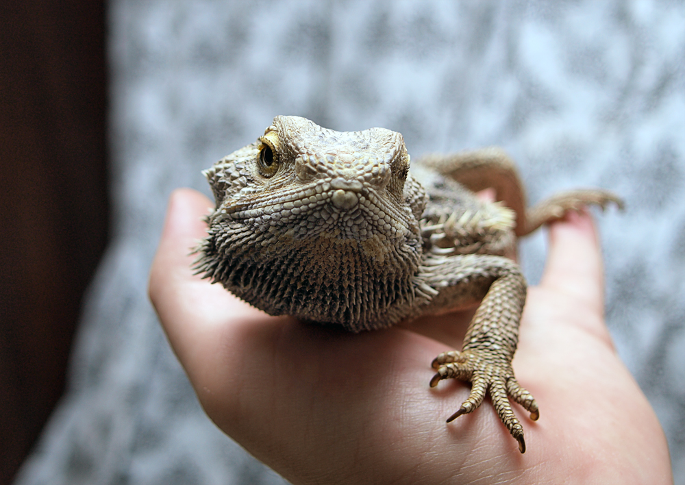 Bartagame II (Pogona vitticeps)