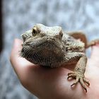 Bartagame II (Pogona vitticeps)