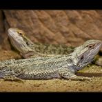 Bartagame II - Pogona vitticeps