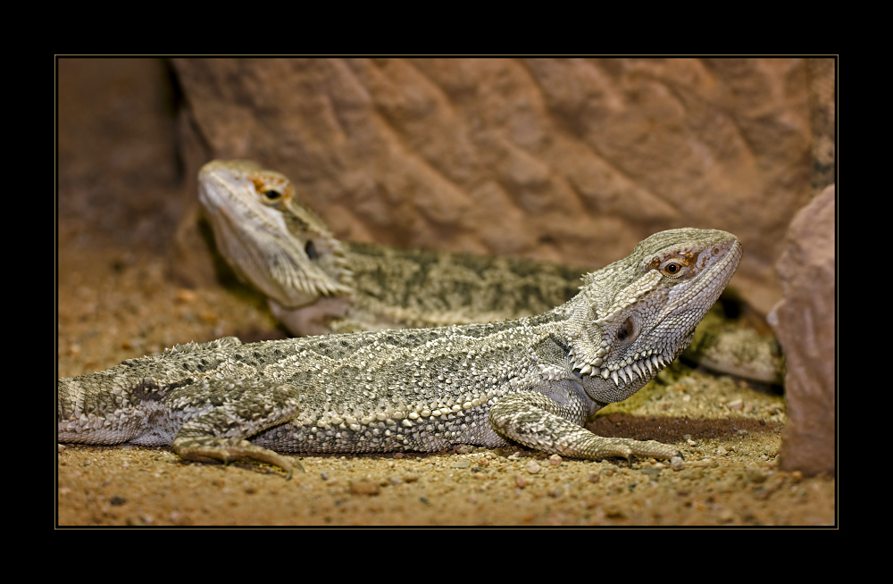 Bartagame II - Pogona vitticeps