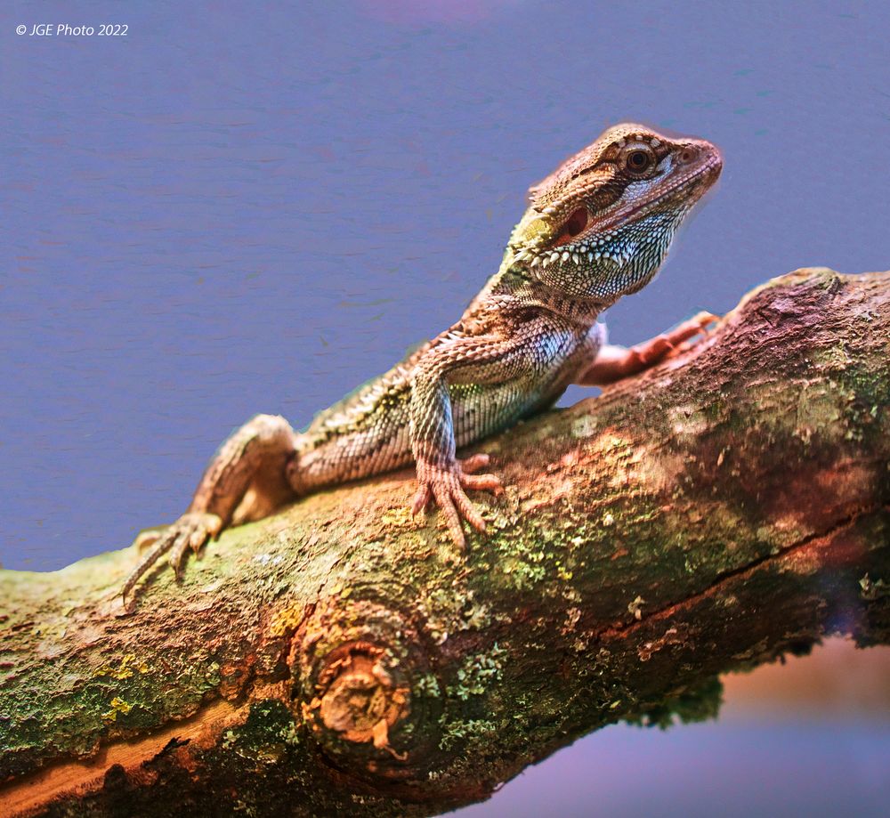 Bartagame im Babyzoo vom Reptillium Landau