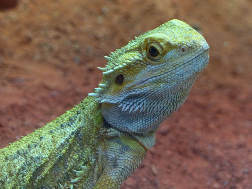 - Bartagame im Portrait - Bartagame Im Portrait 80746Dfe C43e 4a9c 94eD 4b94b3b61966