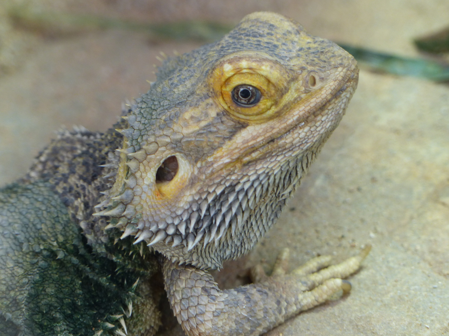 - Bartagame im Portrait - Bartagame Im Portrait E7abafe3 6Dc7 4cD8 Af1f 8c5a0e795352
