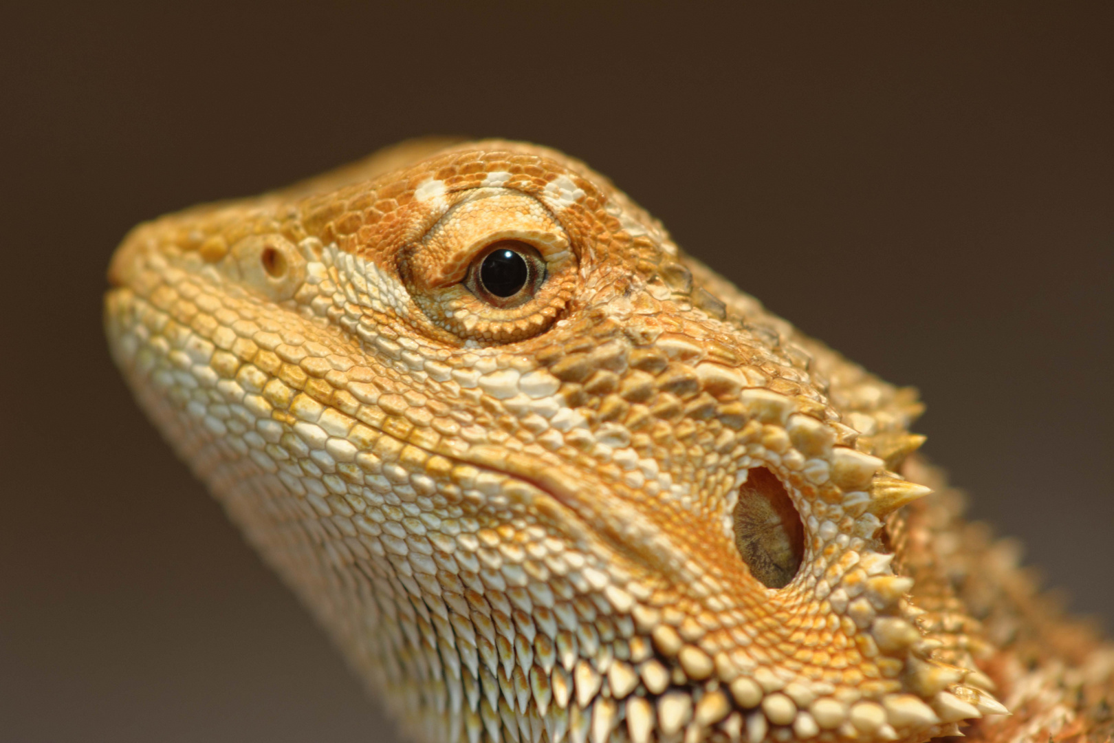 Bartagame im seitlichen Portrait