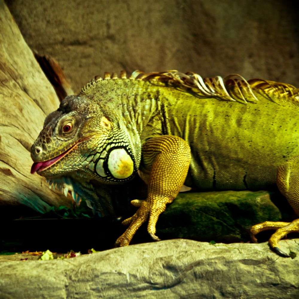 Bartagame im Zoo Halle Foto & Bild - Bartagame Im Zoo Halle 655223e3 8fe9 4c80 B8D4 312994bba4Df