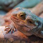 Bartagame in der Biosphäre Potsdam