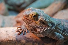 Bartagame in der Biosphäre Potsdam