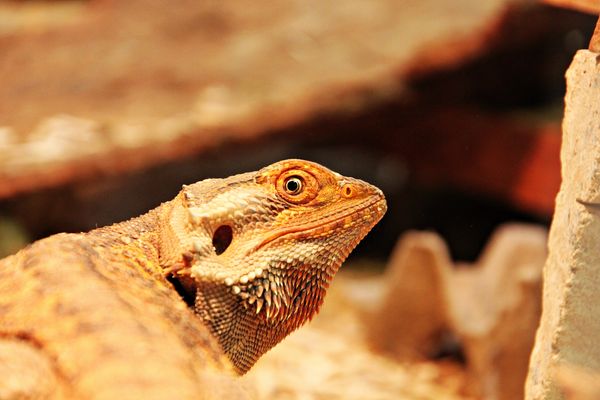 Iris-Fotografie - Bartagame Kopf Nahaufnahme Ffa27bc5 8a8D 47cf 9cD6 E126afac34c3