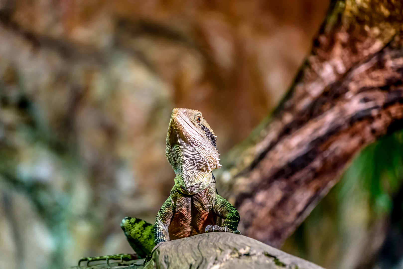 Bartagame mit perfekter Tarnung