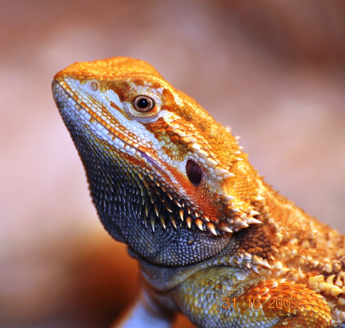 Bartagame pogona vitticeps