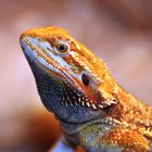 Bartagame pogona vitticeps