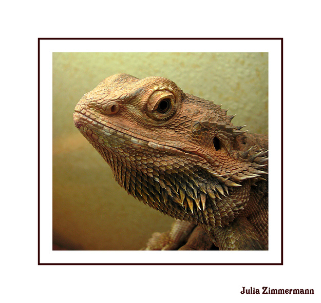 Bartagame (Pogona vitticeps)