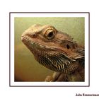 Bartagame (Pogona vitticeps)