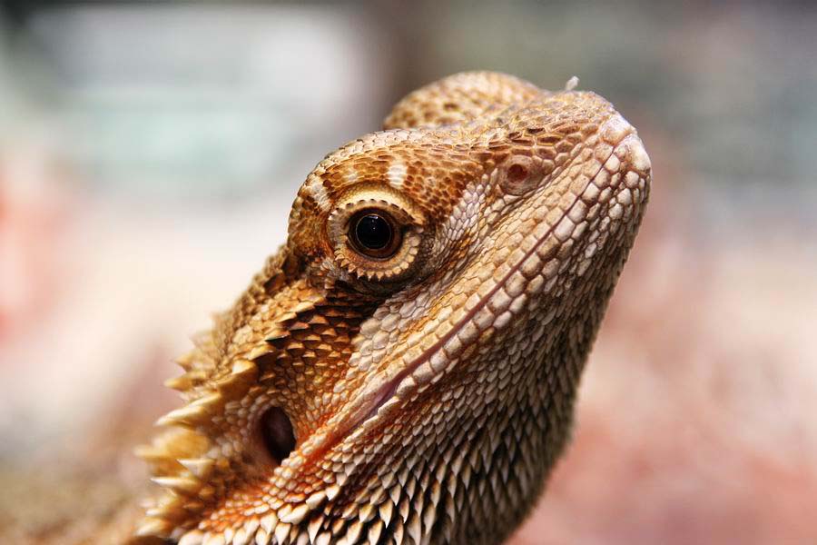 Bartagame (Pogona vitticeps)