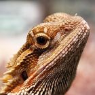 Bartagame (Pogona vitticeps)