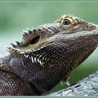 Bartagame / Pogona vitticeps