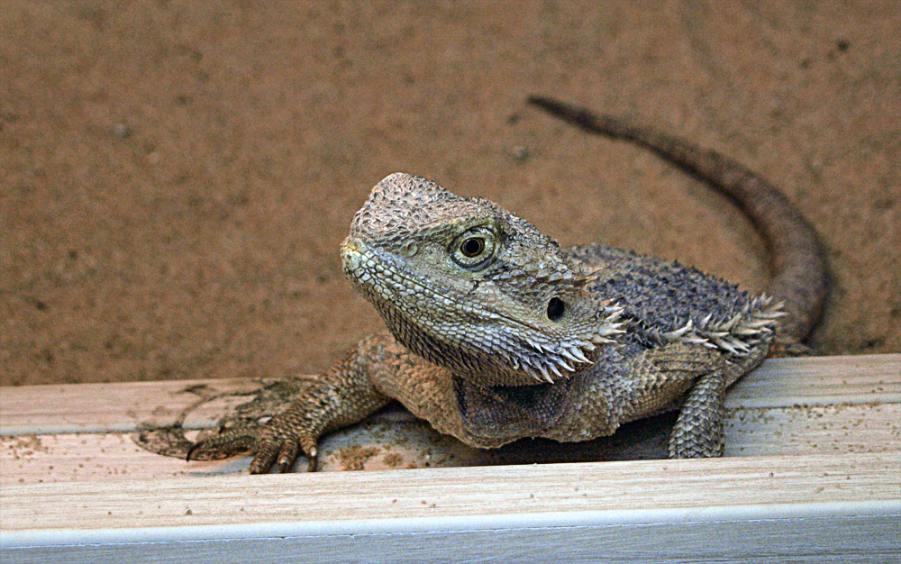 Bartagame (Pogona vitticeps)