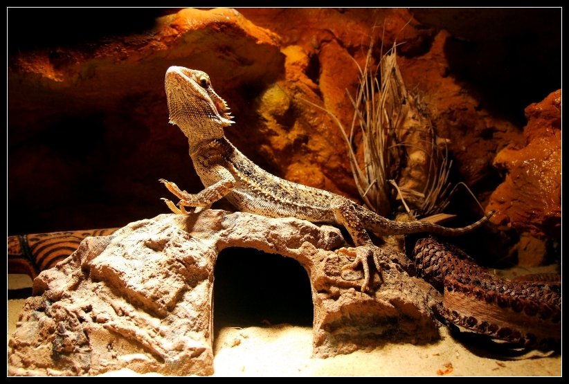 (Bartagame) pogona vitticeps