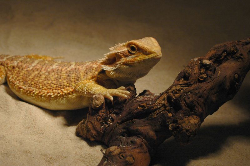 Bartagame (Pogona vitticeps)