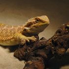 Bartagame (Pogona vitticeps)