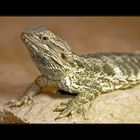 Bartagame - Pogona vitticeps