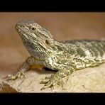 Bartagame - Pogona vitticeps