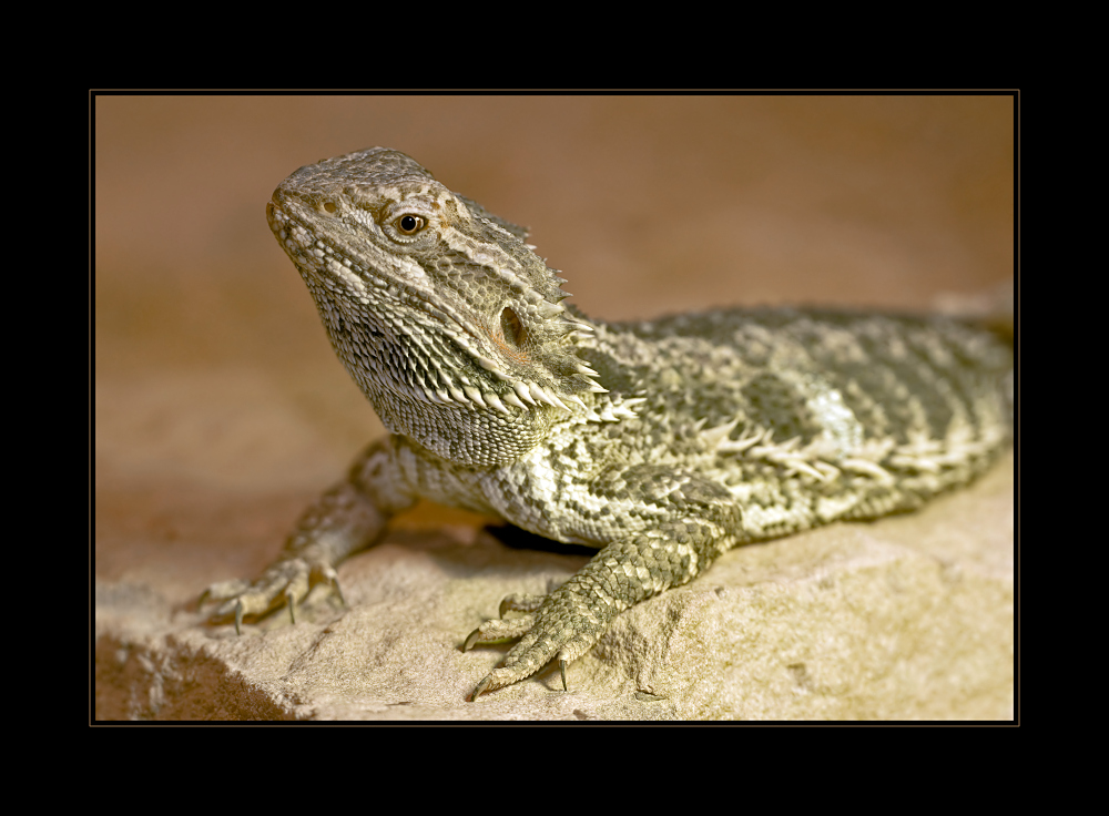 Bartagame - Pogona vitticeps