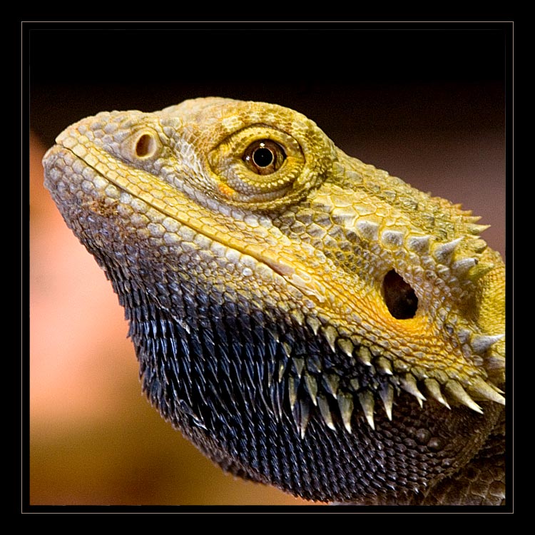 Bartagame - Pogona Vitticeps