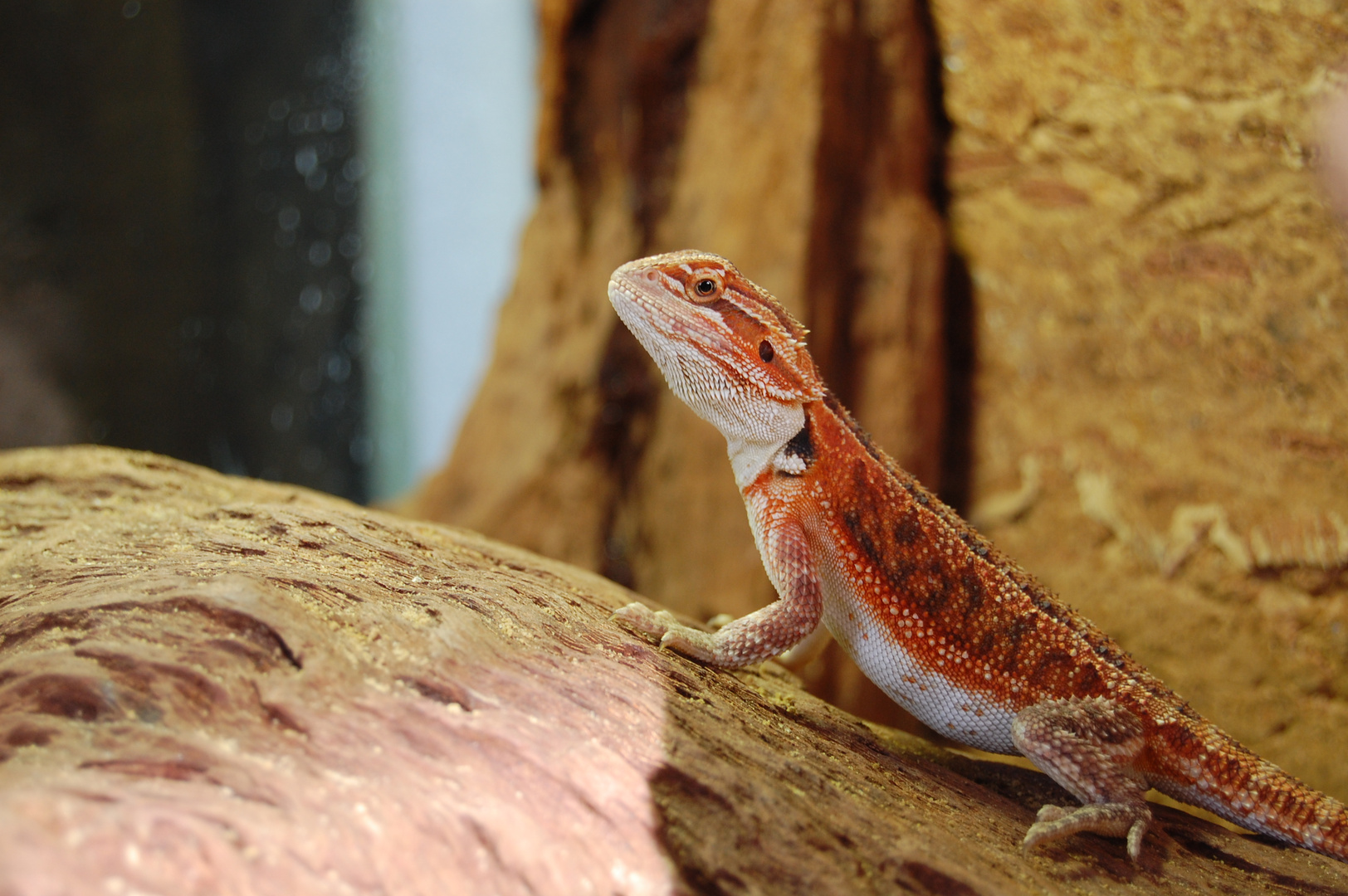 Bartagame (Pogona vitticeps)