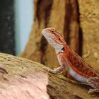 Bartagame (Pogona vitticeps)